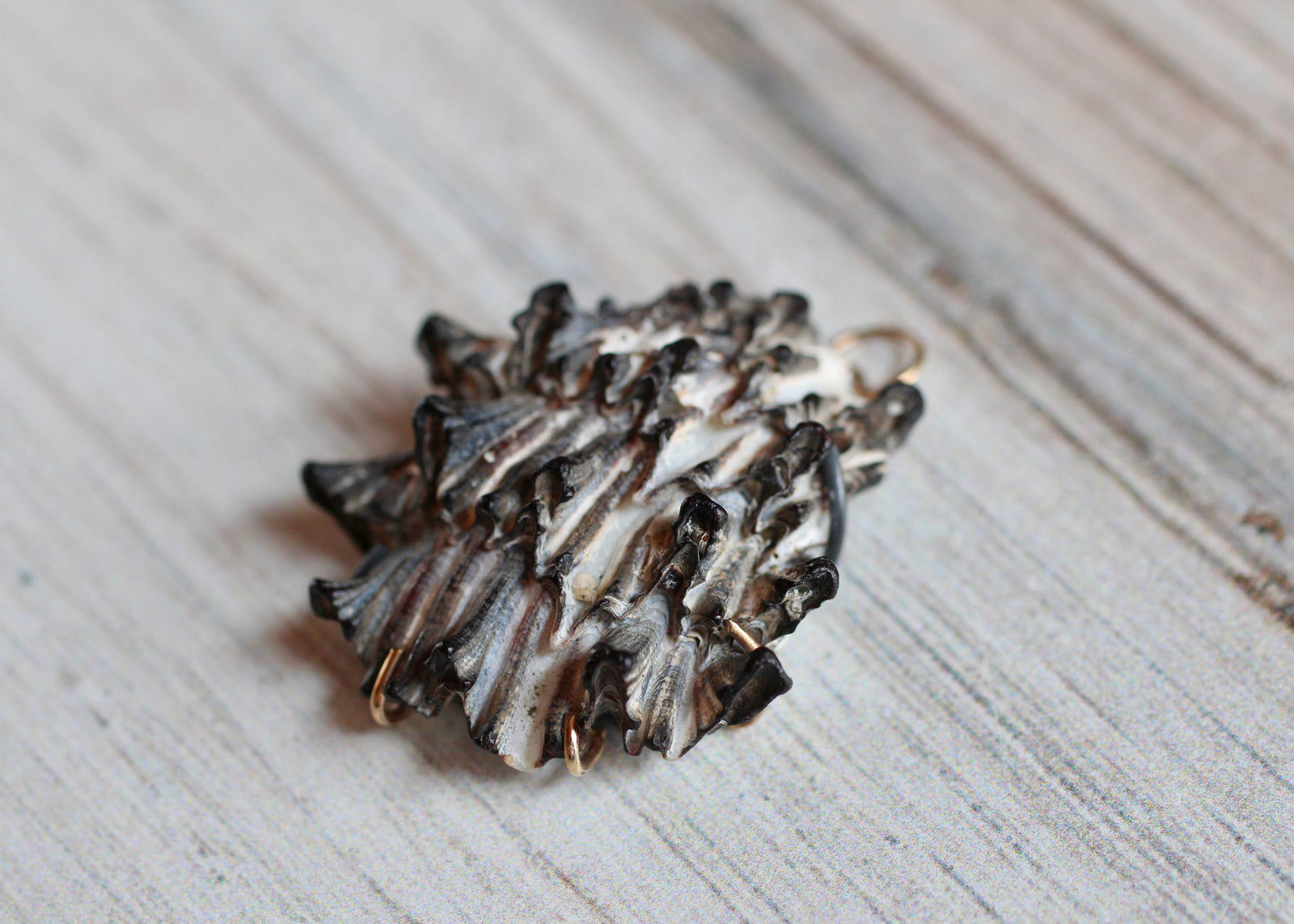 Ebb & Flow Shell Pendant with 14k Gold